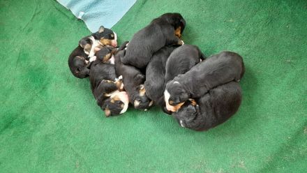 Reinrassige Bernersennenhundwelpen mit Papiere zu verkaufen