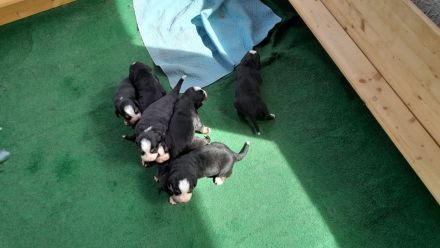 Reinrassige Bernersennenhundwelpen mit Papiere zu verkaufen