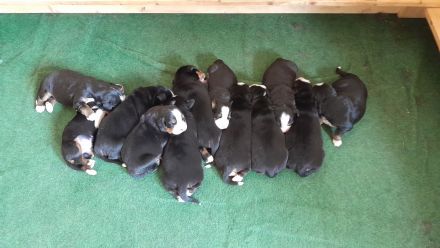 Reinrassige Bernersennenhundwelpen mit Papiere zu verkaufen