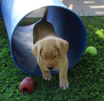 Broholmer Welpen - Unser Wurf ist da