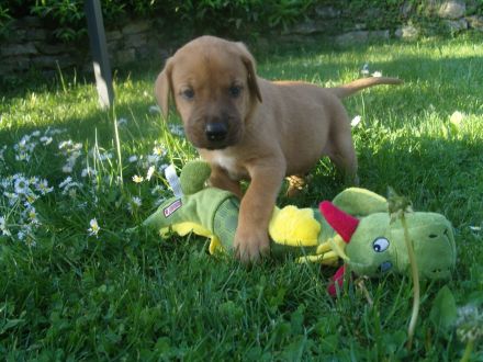 Broholmer Welpen - Unser Wurf ist da