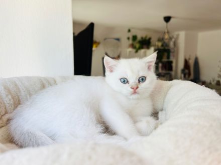 Bkh Abgabebereit Silver / Schoko shaded mit blauen Augen