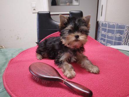 Kleine reinrassige Yorkshire-Terrier -Hündin in liebevolle Hände abzugeben