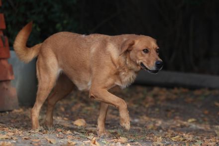 Shari - sucht hundeerfahrene Menschen mit Geduld