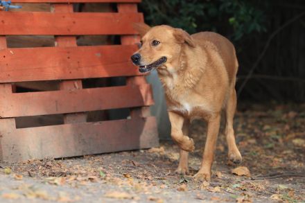 Shari - sucht hundeerfahrene Menschen mit Geduld