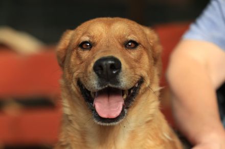 Shari - sucht hundeerfahrene Menschen mit Geduld