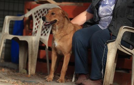Shari - sucht hundeerfahrene Menschen mit Geduld