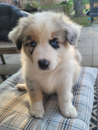 Australian Shepherd Welpen