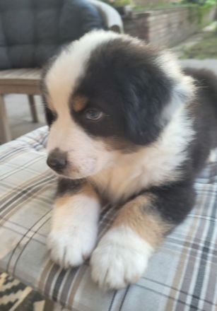 Australian Shepherd Welpen