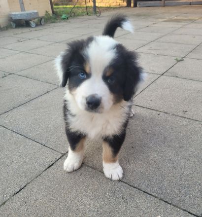 Australian Shepherd Welpen