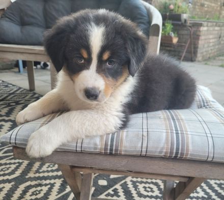 Australian Shepherd Welpen