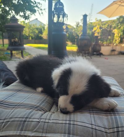 Australian Shepherd Welpen