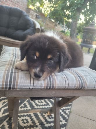 Australian Shepherd Welpen