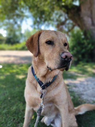 Labrador Retriever Deckrüde