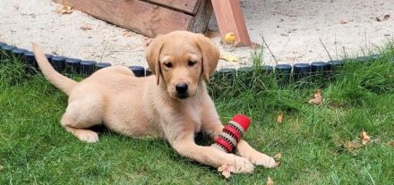 Labrador Retriever Deckrüde
