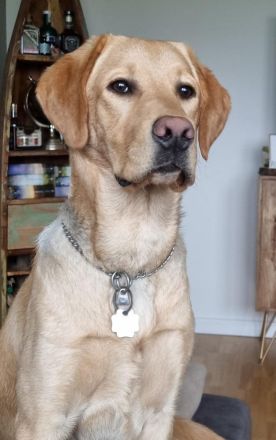 Labrador Retriever Deckrüde