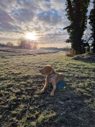 Labrador Retriever Deckrüde