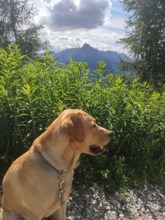 Labrador Retriever Deckrüde