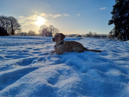 Labrador Retriever Deckrüde