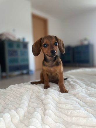 Wunder hübsches Dackel Weibchen