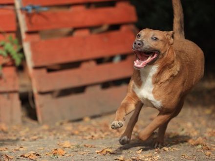 Ivy - sucht eine aktive sportliche Familie