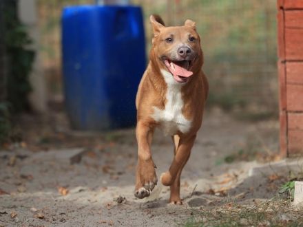 Ivy - sucht eine aktive sportliche Familie