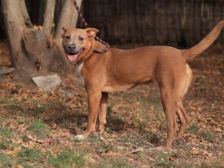 Ivy - sucht eine aktive sportliche Familie