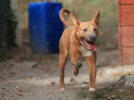 Ivy - sucht eine aktive sportliche Familie