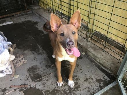 Ivy - sucht eine aktive sportliche Familie