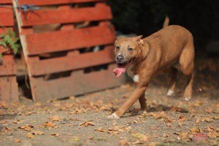 Ivy - sucht eine aktive sportliche Familie