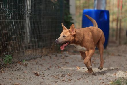 Ivy - sucht eine aktive sportliche Familie