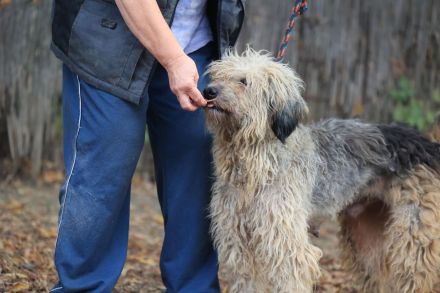 Zita - ist eine sehr freundliche Hündin