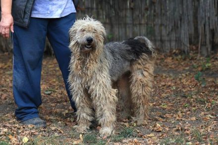 Zita - ist eine sehr freundliche Hündin