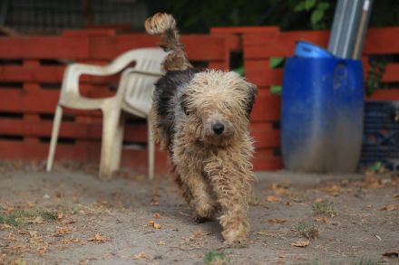 Zita - ist eine sehr freundliche Hündin