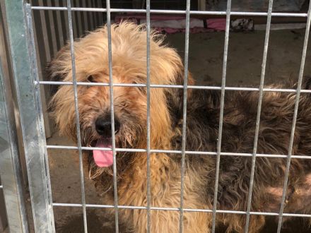 Zita - ist eine sehr freundliche Hündin