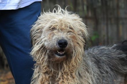 Zita - ist eine sehr freundliche Hündin