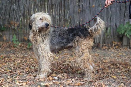 Zita - ist eine sehr freundliche Hündin