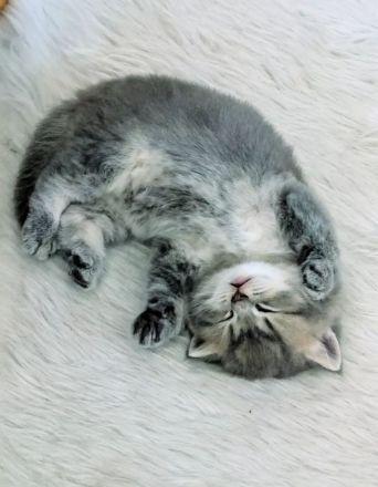 Wunderbarer BKH Kater