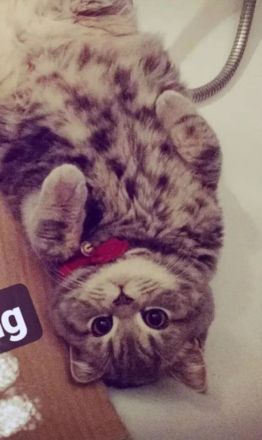 Wunderbarer BKH Kater