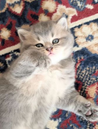 Wunderbarer BKH Kater