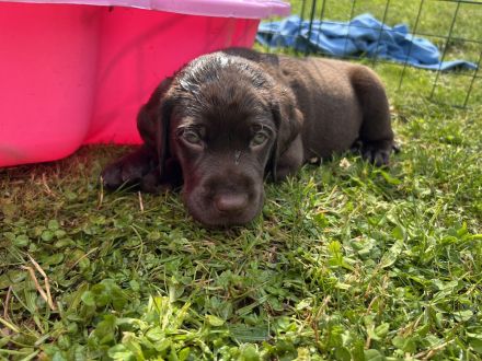 Liebe Labrador Welpen oder Labbi Welpen aus liebevoller Hand