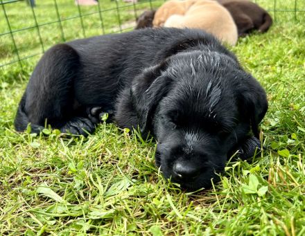 Liebe Labrador Welpen oder Labbi Welpen aus liebevoller Hand