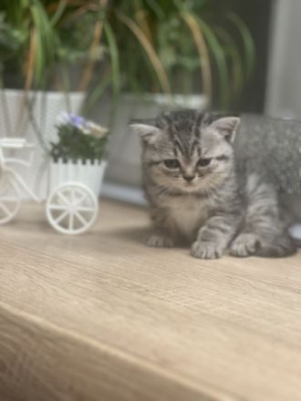 BkH Babykatze zu verkaufen