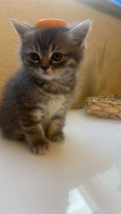 BkH Babykatze zu verkaufen