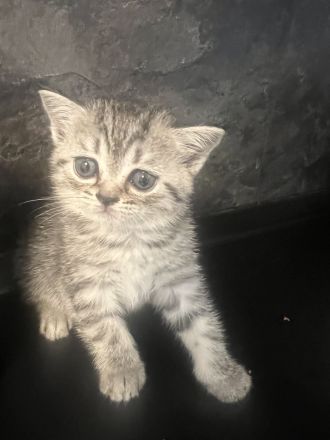 BkH Babykatze zu verkaufen