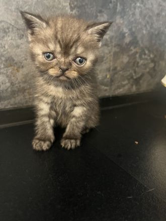 BkH Babykatze zu verkaufen