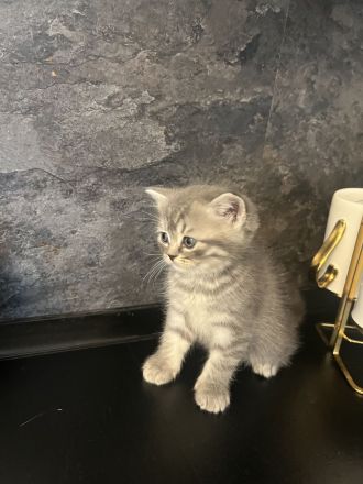 BkH Babykatze zu verkaufen