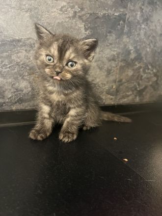 BkH Babykatze zu verkaufen