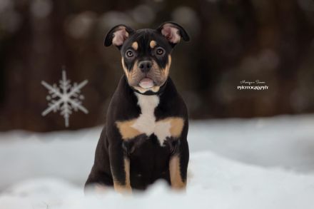 American Bully Welpen Abgabebereit vollständig geimpft mit ABKC Papiere