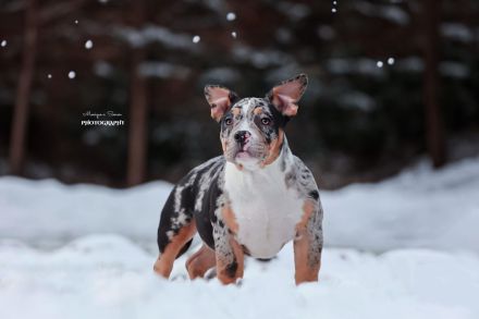 American Bully Welpen Abgabebereit vollständig geimpft mit ABKC Papiere